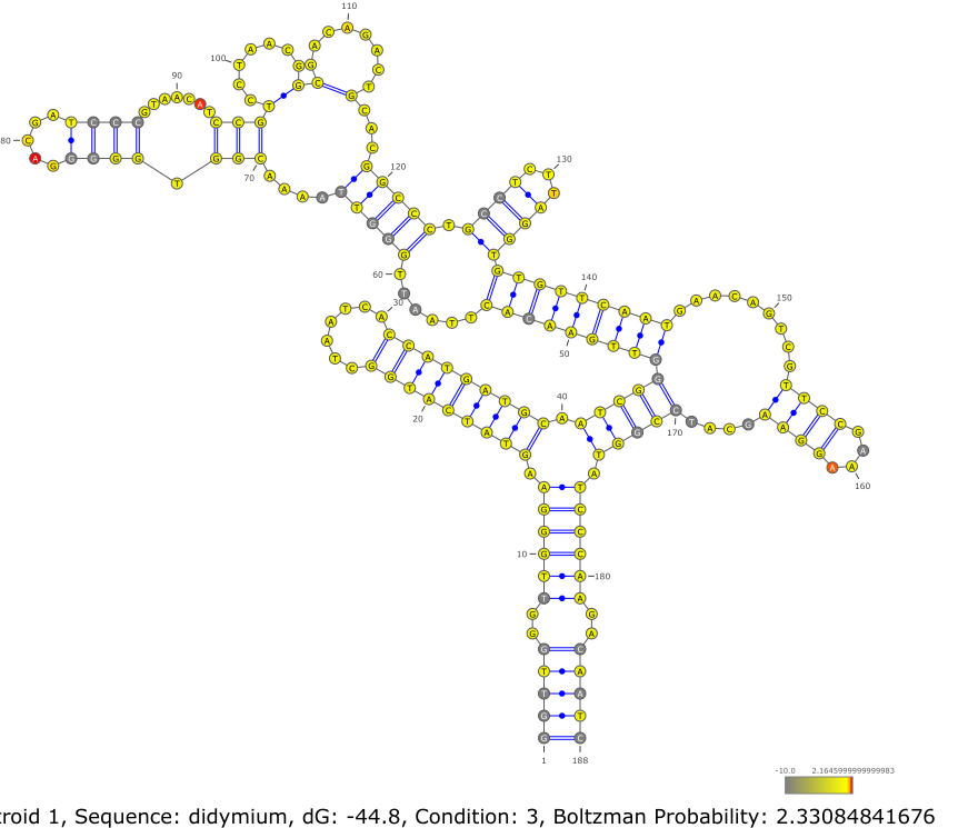 Structure drawing generated through VARNA
